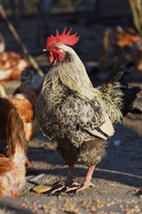 Eco chickens in the garden