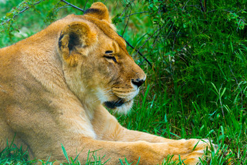Portrait of a female lion starring