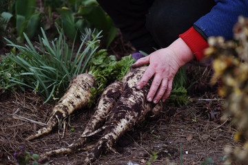 Parsnips on the farmer's hands - Powered by Adobe