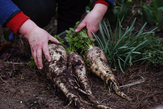 Parsnips on the farmer's hands