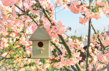 Obraz na płótnie Canvas Birdhouse with pink blossom cherry flower sakura