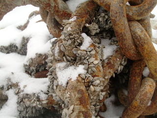 Barnacles on Rusty Chain