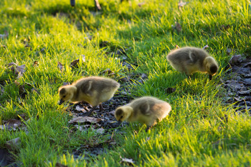 Goslings at Betar Byway Hudson River Upstate New York Adirondacks