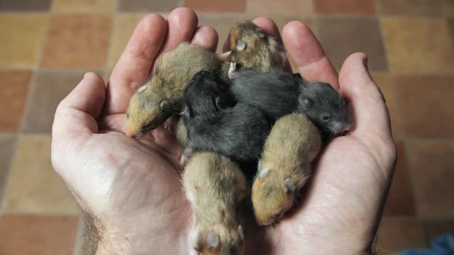 Little hamsters in the hands of man.