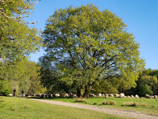 Wandern und radeln durch die frühlingshafte Natur mit grasenden Schafen