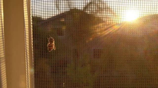 Bee on a window screen with a house and sunset in the background