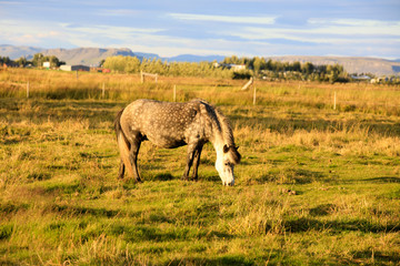 Iceland - August 25, 2017: Horse in the Iceland field, Iceland, Europe