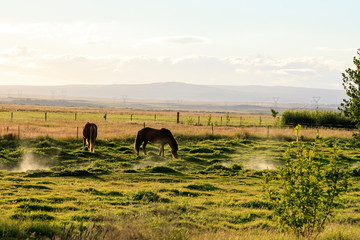 Iceland - August 25, 2017: Horse in the Iceland field, Iceland, Europe