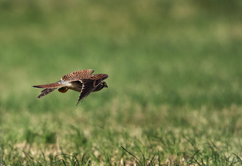Common Kestrel in flight