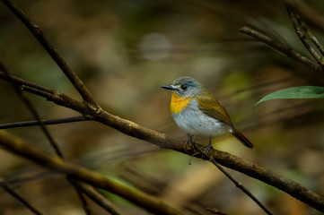 White bellied Blue Flycatcher