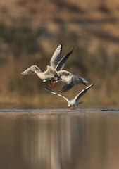 Black-headed gulls taking flight