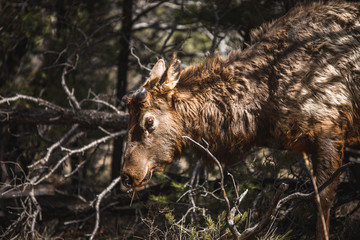 Rentier, Grand Canyon Nationalpark, Arizona, USA