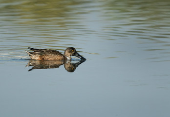 Northern Shoveler feeding