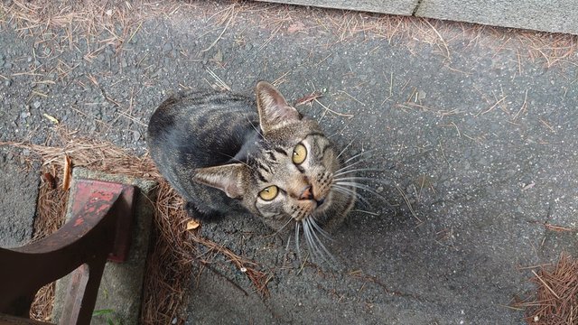 猫 野良猫 かわいい 人懐っこい の画像 48 件の Stock 写真 ベクターおよびビデオ Adobe Stock