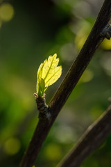 Und jedem Anfang wohnt ein Zauber inne,
Der uns besch&uuml;tzt und der uns hilft, zu leben. H.Hesse