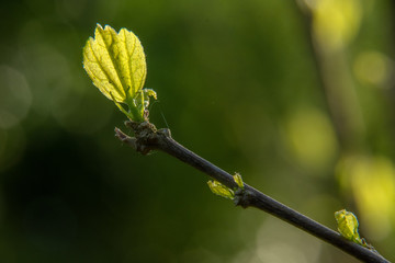 Und jedem Anfang wohnt ein Zauber inne,
Der uns besch&uuml;tzt und der uns hilft, zu leben. H.Hesse