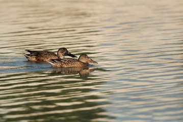 Northern Shoveler