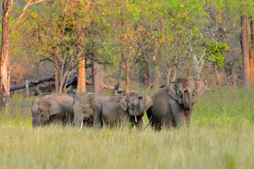 Fototapeta premium Asian Elephants after Rain