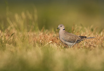 Collard Dove