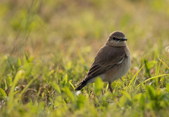 Isabelline Wheatear
