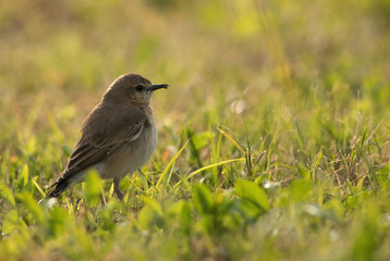 Isabelline Wheatear in the grasses
