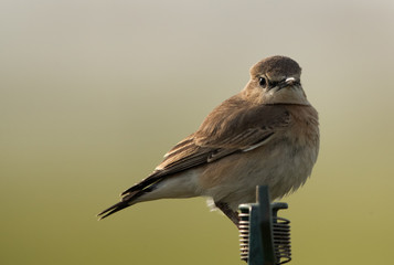 Isabelline Wheatear perched on a sprinkler