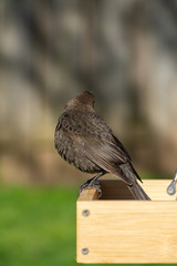 Female Cowbird