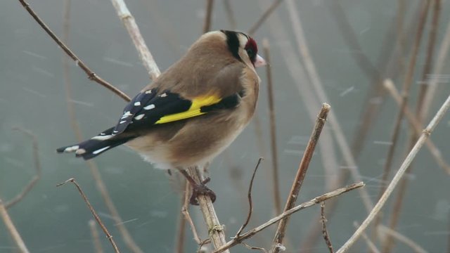 Goldfinch (Carduelis carduelis) perching on branch in snow, Compton Abbas, Dorset, UK