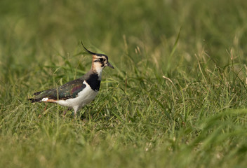 Northern Lapwing in the grasses