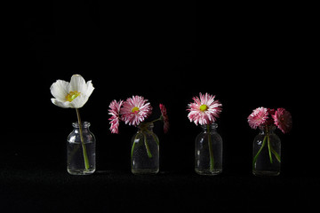 Flowers in glass vases on black background