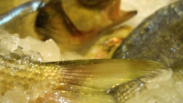 Fresh Seafood with water Splashes  100p