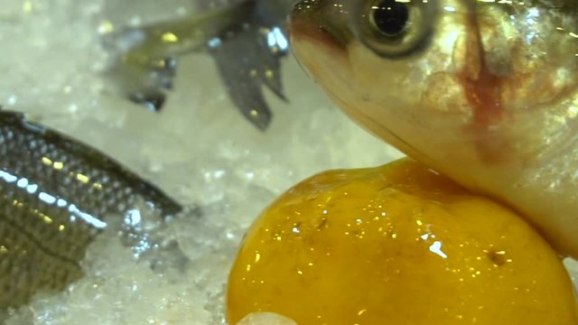 Fresh Seafood with water Splashes  100p