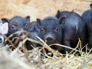 Cute piglets in a pile of straw