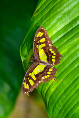 Closeup Malachite (siproeta stelenes) beautiful butterfly in a summer garden