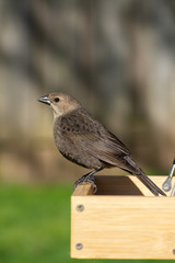 Female Cowbird