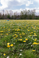 Obraz premium prairie de pissenlits