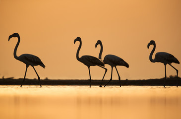 Greater Flamingos and the goden light of morning sun