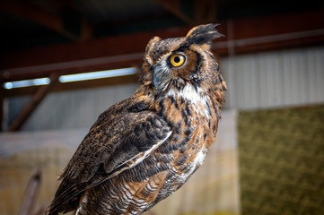 Owl Upstate New York Adirondacks Winter Raptor Fest