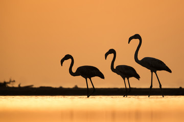 Greater Flamingo in the morning light