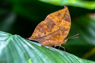 Obraz premium Dead leaf butterfly , Kallima inachus, aka Indian leafwing, standing wings folded on a bamboo branch, dead leaf imitation.
