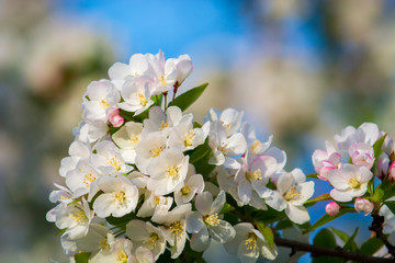 Spring Flowers Trees at Glens Falls Upstate New York Adirondacks