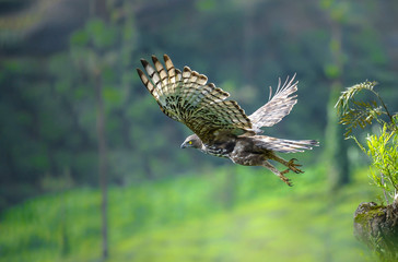 Crested Hawk Eagle Flight