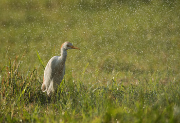Cattle Egret in the mid of water droplets