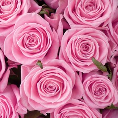 A bed of pale pink roses  for background or gift wrapping. Abstract textured pink roses floral backdrop.  Wedding, anniversary decoration festive floral background. Square photo.