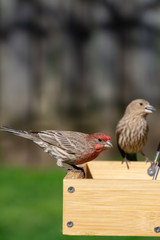 House Finch