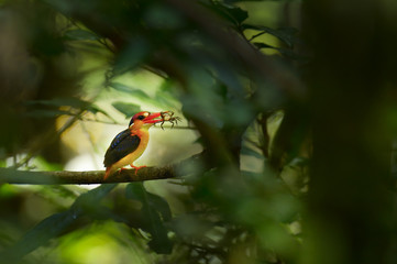 Oriental dwarf kingfisher with kill