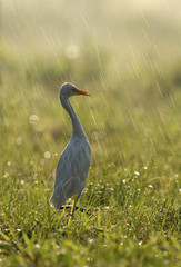 Cattle Egret during rain