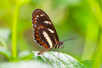 Obraz na płótnie Canvas Beautiful heliconius butterfly sitting on flower in a summer garden