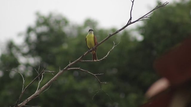 bird fly