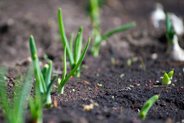 shoots of young onions in the garden, closeup photo